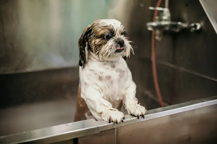 Fellpflege beim Hund - wie oft waschen