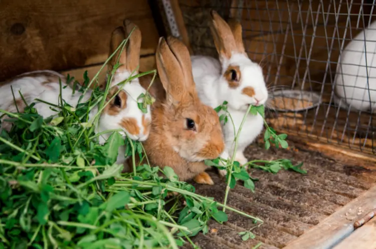 Kaninchenkäfig sauber halten